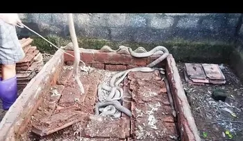 Un hombre levanta unos ladrillos del suelo de su casa y da con un espeluznante hallazgo (VIDEO)