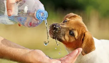 ¡Mosca! El calor puede ser mortal para perros y gatos