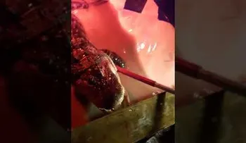 Descubrió huéspedes indeseados en el jacuzzi cuando fue a desalojar a un inquilino 