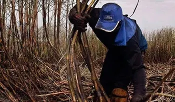 Grupo de derechos humanos pide a EE. UU. prohibir importaciones por trabajo forzoso en RD