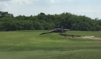 Un caimán gigante se pasea tranquilamente por un campo de golf en Florida