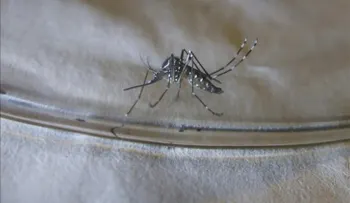 Brasil aprueba el uso primera vacuna contra el dengue