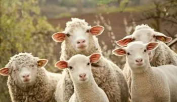  Las ovejas pueden reconocer rostros humanos en fotografías 
