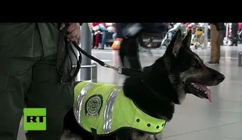 Ofrecen 70.000 dólares por la cabeza de este perro