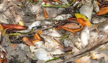 Algas marinas causan mortandad de peces en playas de República Dominicana