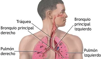 Tratamientos respiratorios para los trastornos pulmonares