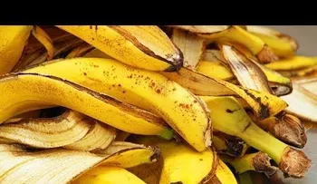 Las cáscaras de plátano tienen usos increíbles: nunca volverás a tirarla