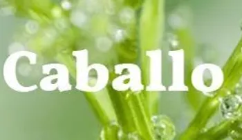 La cola de caballo: para caída del pelo, fortalecer las uñas, adelgazar, calambre, riñones, hemorroides, osteoporosis...