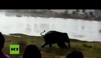 VIDEO DE INFARTO: Elefante enloquecido pisotea hasta la muerte a un granjero indio