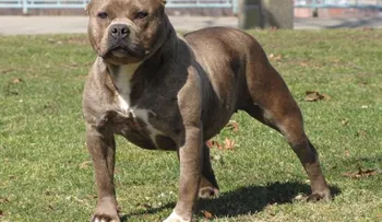 Un perro muerde y corta parte del pene de su amo en Santiago