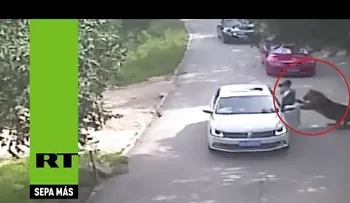 Terrorífico momento: Un tigre mata una mujer delante de su familia 