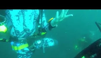 Escalofriante momento en que un tiburón ataca y hiere a un buceador