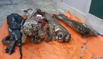 IMAGENES EXPLICITAS: El macabro hallazgo en un congelador de Vietnam