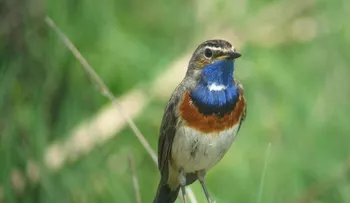 Las aves son esenciales para conocer calidad de vida de las personas; pueden alertar de peligros que acechan