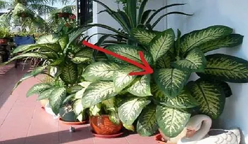 Esta planta está tu hogar y puede matarte