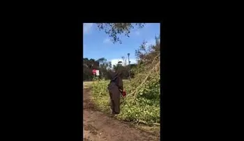 Una monja trabajando con una motosierra se hace viral 