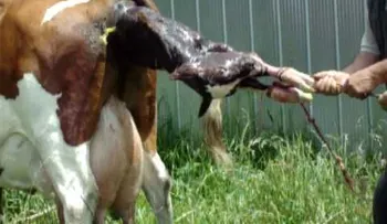Video: nace un becerro con dos cabezas