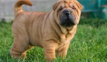 Un perro suertudo: 18 abogados los defienden de ser sacrificado en Bolivia