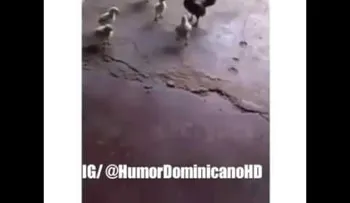El pollito que pone a correr a un gallo pendejo; agárrenlo