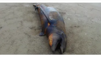 Autoridades mexicanas investigan varamiento de 21 delfines, 4 lobos marinos y 11 tortugas