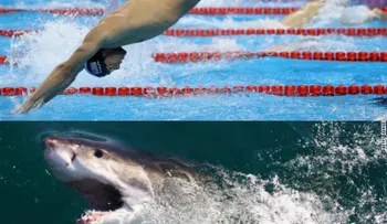 Michael Phelps compitió contra un tiburón blanco en una carrera: ¿quién ganó?