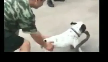Un perro defiende hasta los "dientes" para que no se lleven "su serpiente"