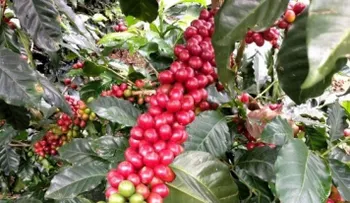 CODOCAFE y OXFAM ITALIA firman acuerdo de colaboración 