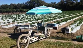 Bicicleta cosechadora solar para recolección de fresas