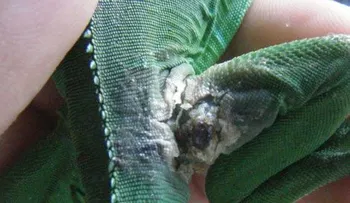 Si tiene una pecera, cuidado con las infecciones de la piel