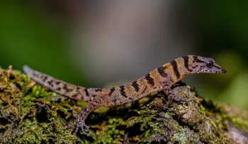 Gecko de bandas de Samaná: uno de los reptiles más pequeños del mundo es endémico de República Dominicana
