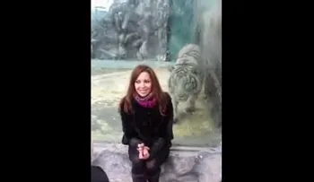 Una joven rusa provoca el ataque de un enorme tigre blanco