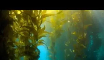 Entérate de los beneficios para tu salud de las algas marinas
