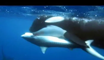 6 orcas matan y devoran a un tiburón