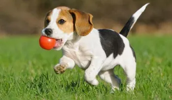 ¿A qué tipo de enfermedades es propenso mi perro?