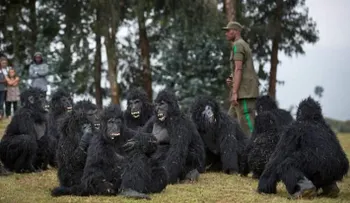 Ruanda bautiza a 24 bebés gorilas en tradición anual