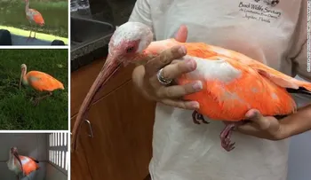 Autoridades de Florida les piden a los vándalos que dejen de pintar animales silvestres