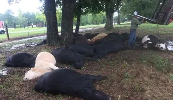 EE.UU.: Un rayo mata a 19 vacas en Texas