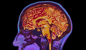 Observar aves podría frenar el envejecimiento del cerebro