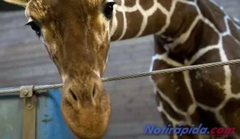 El sacrificio de una jirafa delante de niños en un zoo de Dinamarca desata la polémica (Video)