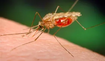 Casos de chikungunya aumentan en la RD, pacientes llenan subcentros de salud