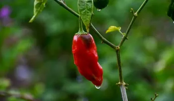 El rocoto es señalado como un alimento afrodisiaco, y que puede alargar la vida 