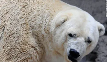 Muere 'Arturo', el último oso polar de Argentina