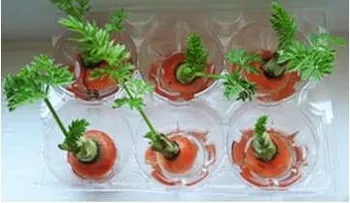 Tomar una taza con hojas de cilantro te quita cualquier malestar estomacal