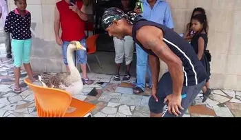 VER PARA CREER: El Ganso que hace todo lo que le dice su dueño 
