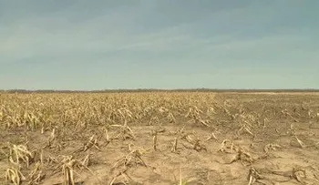 La tierra y los cultivos se marchitan por la implacable sequía en Bolivia