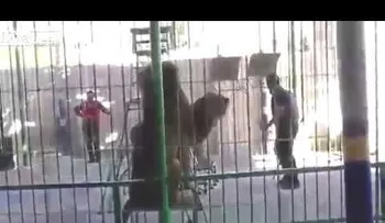IMAGENES FUERTES: El mortal ataque de león a entrenador en pleno show de circo