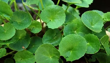 La centella asiática cuida la salud de tu piel. ¡Los resultados te sorprenderán!