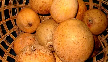 La jagua y sus propiedades para quemar grasa y perder peso; limpia los riñones, hidrata