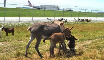 Aeropuertos que cuentan con personal... animal
