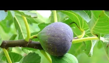 Conoce la fruta llamada el "regalo de DIOS